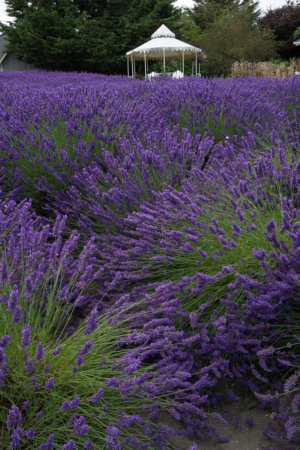 Lavender Gazebo Photograph by Susan Bandy