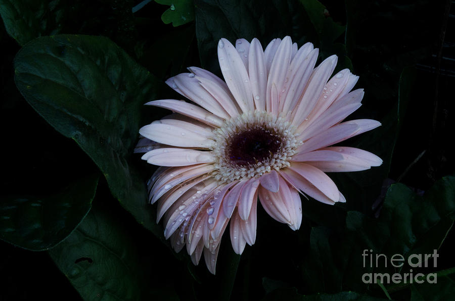 Lavender Gerber Daisy Photograph by Donna Brown
