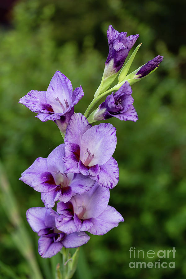 Lavender Gladiolus  Photograph by Charles Hite