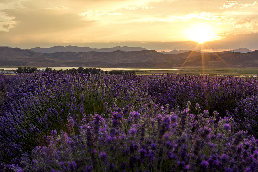 Sunset Photograph - Lavender Glow by Chad Dutson
