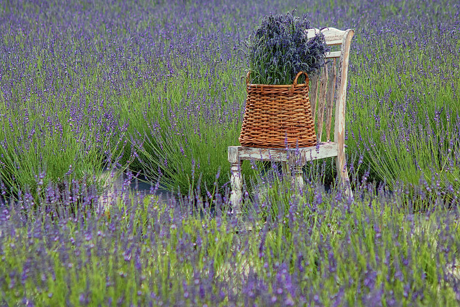 Lavender Harvest Photograph by Kristen Wilkinson