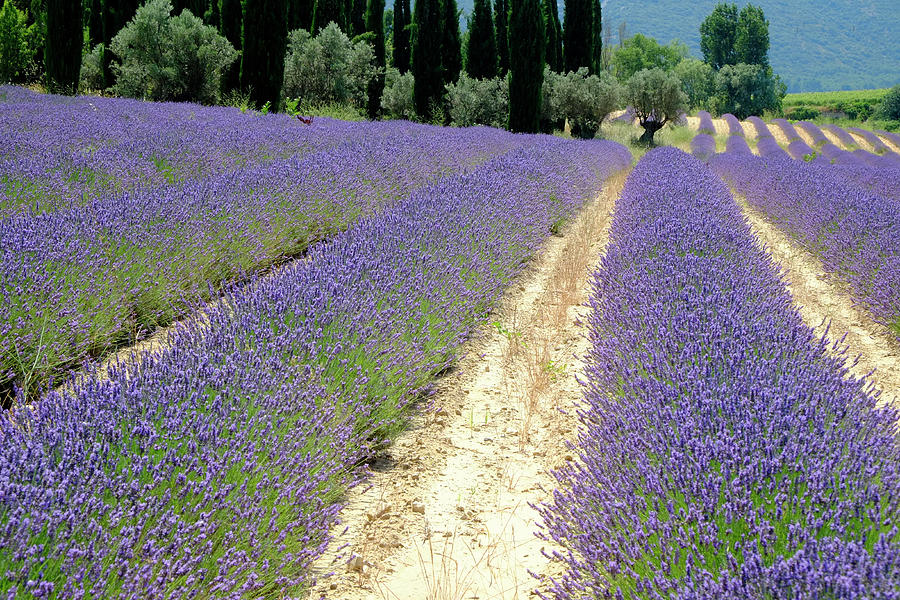 Lavender Heaven by August Timmermans Lavender Heaven by August Timmermans