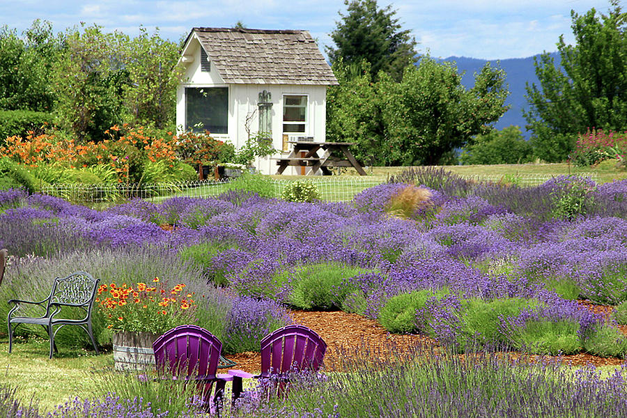 Garden Photograph - Lavender House by Debra Orlean