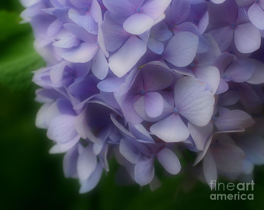 Lavender Hydrangea Photograph by Smilin Eyes Treasures