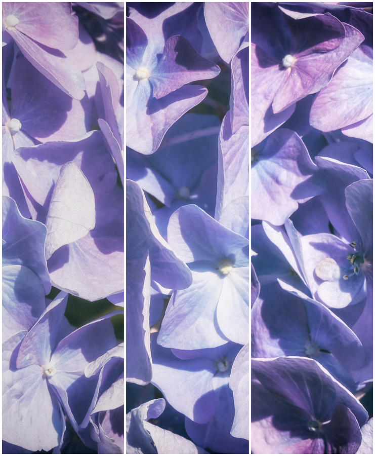 Lavender Hydrangea Triptych Photograph by SharaLee Art