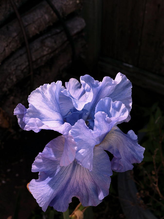 Lavender Ice Iris  Photograph by Richard Thomas