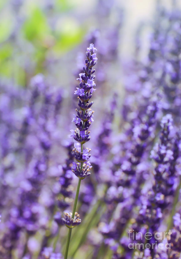 Lavender in Bloom Photograph by Kerri Farley