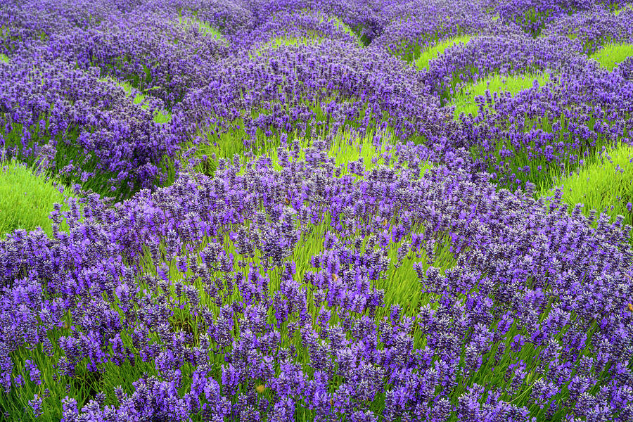 Lavender in blooming Digital Art by Michael Lee