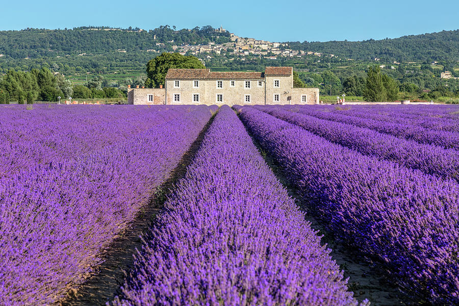 lavender in Bonnieux Photograph by Joana Kruse
