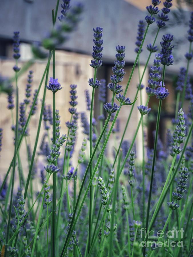 Lavender in Nice Photograph by Diana Rajala