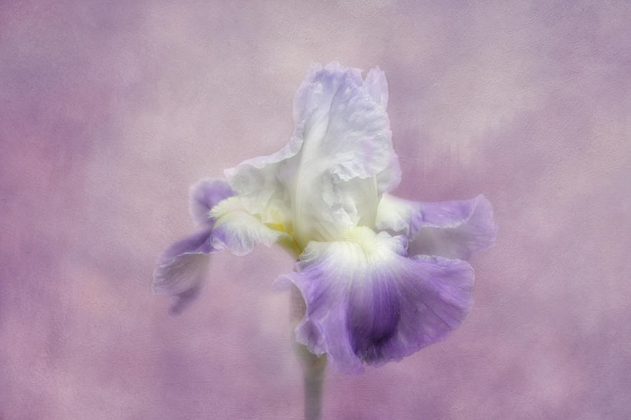Spring Photograph - Lavender in the Garden by Kim Hojnacki