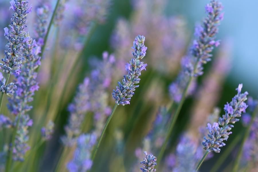 Lavender in the morning 2 Photograph by Lynn Hopwood