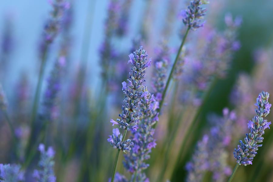 Lavender in the morning Photograph by Lynn Hopwood
