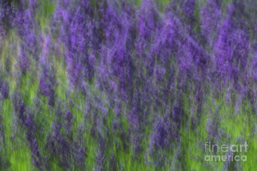 Lavender in the Wind Photograph by Rachel Cohen