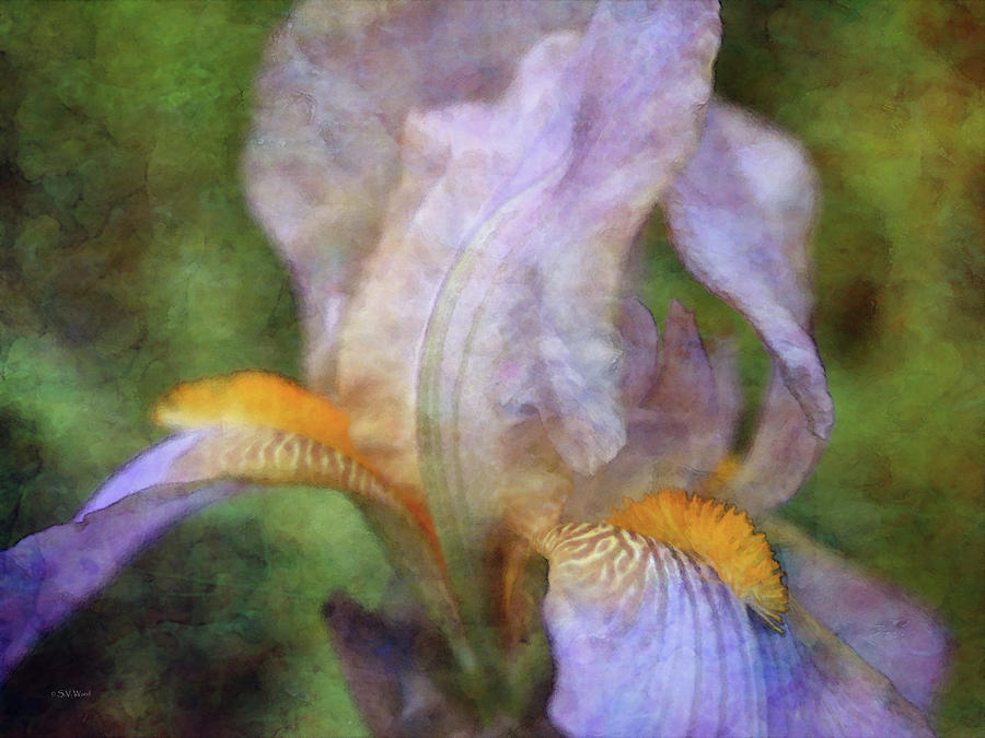 Lavender Iris 0400 IDP_2 Photograph by Steven Ward