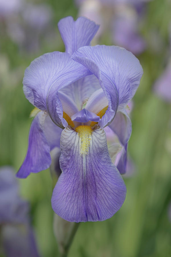 Lavender Iris 1 Photograph by Jemmy Archer