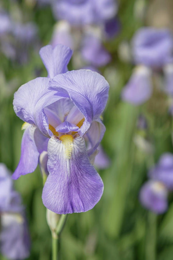 Lavender Iris 2 Photograph by Jemmy Archer