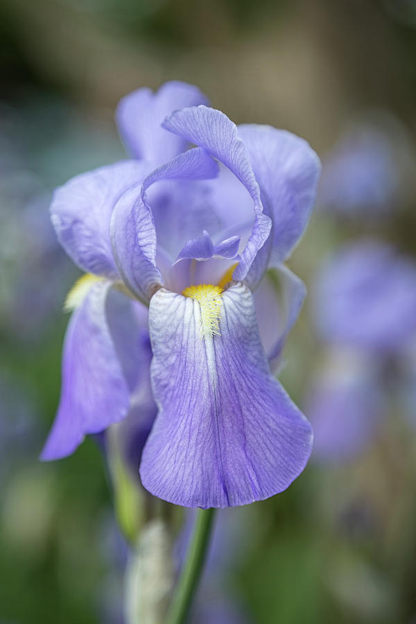 Lavender Iris 3 Photograph by Jemmy Archer