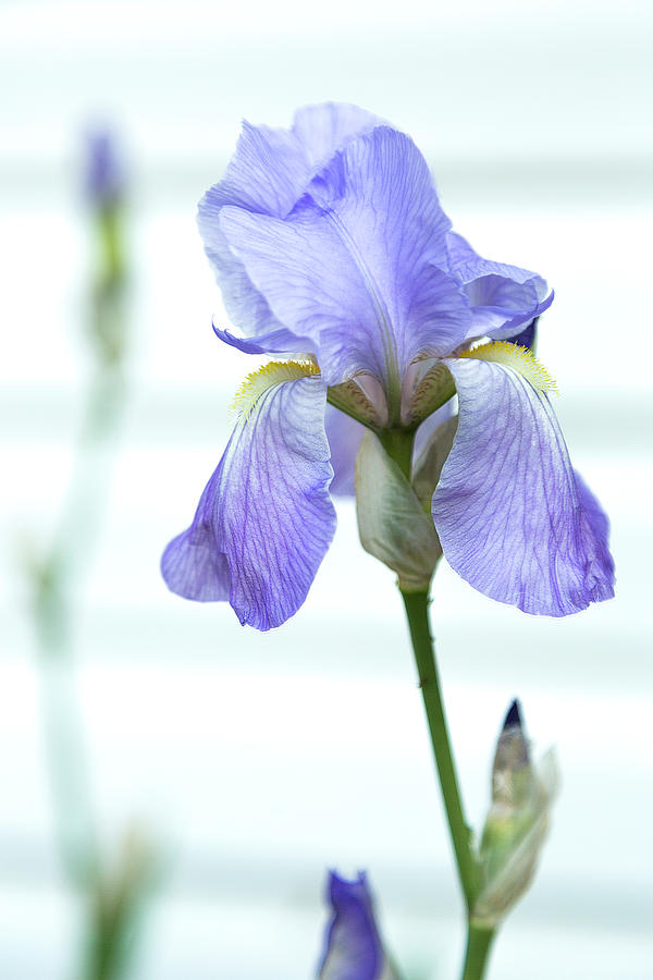 Lavender Iris 4 Photograph by Jemmy Archer