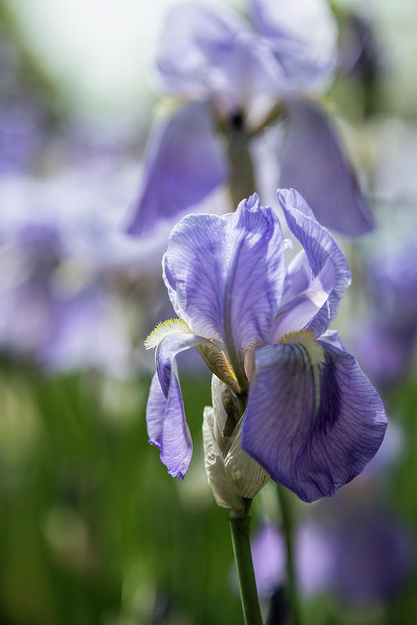 Lavender Iris 5 Photograph by Jemmy Archer