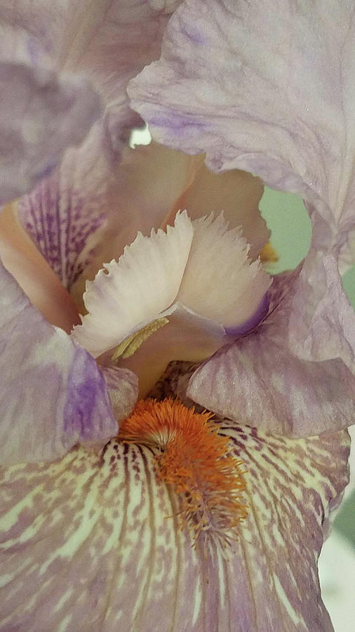 Lavender Iris Photograph by Caryl J Bohn