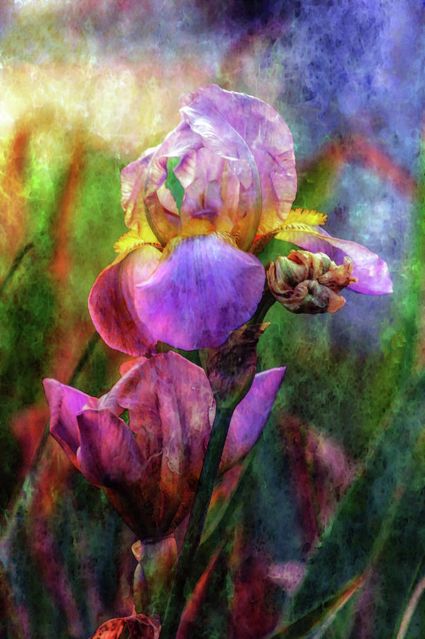 Lavender Iris Impression 0056 IDP_2 Photograph by Steven Ward