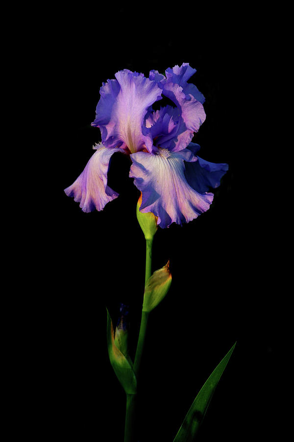 Lavender Iris in Darkness 6724 H_2 Photograph by Steven Ward