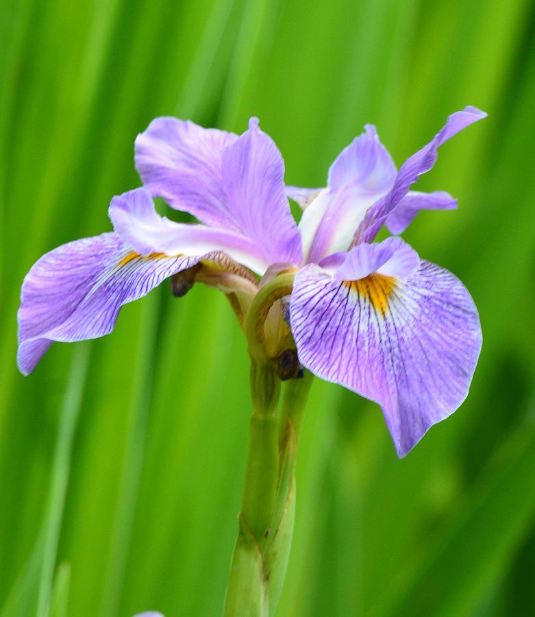 Lavender Iris Photograph by Maria Urso