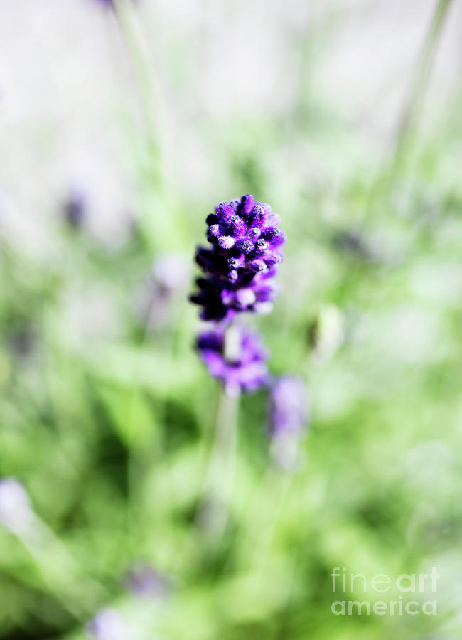 Nature Photograph - Lavender by Kati Finell
