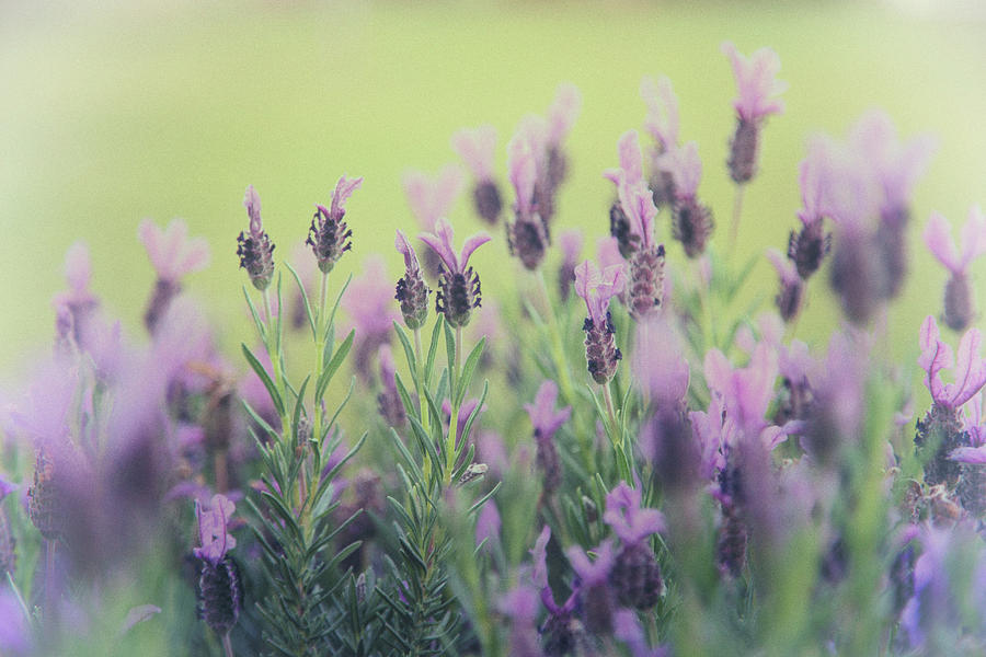 Lavender Photograph by Keith Hawley