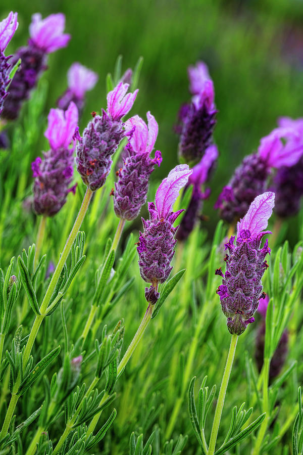 Lavender Photograph by Kelley King