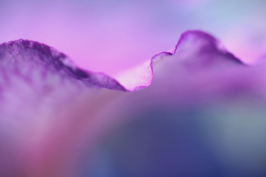 Lavender Lace Photograph by Don Ziegler