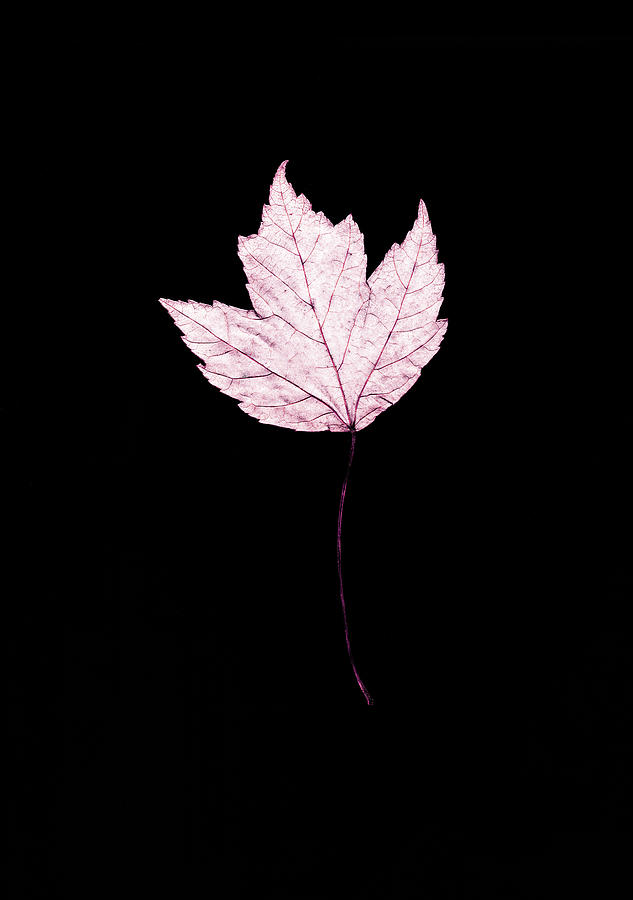 Lavender Leaf On Black Photograph