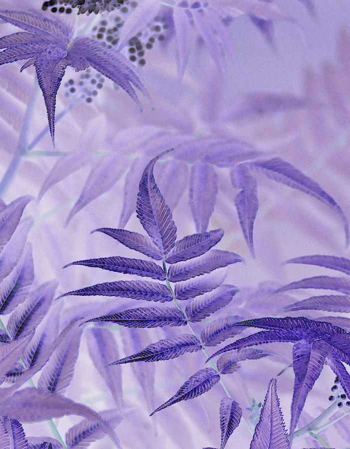 Abstract Photograph - Lavender Leaves  by Sandra Foster