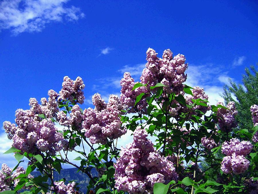 Spring Photograph - Lavender Lilacs by Will Borden