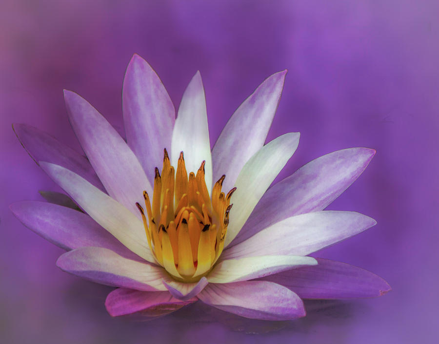 Lavender Lily Photograph by Cheryl Frischkorn - Pixels