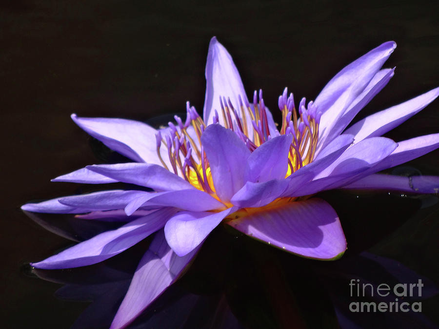 Lavender Lily Photograph by Cindy Manero
