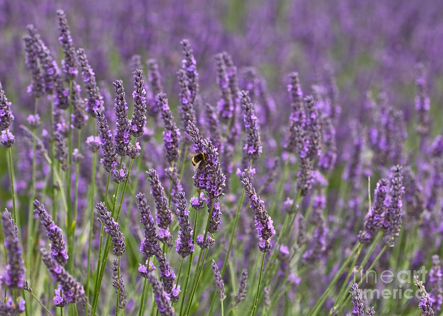 Nature Photograph - Lavender by Liz Alderdice