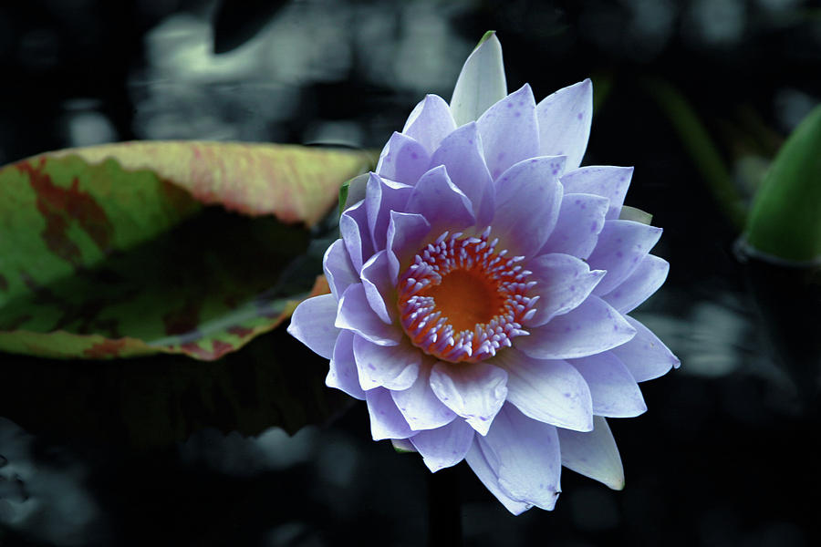 Lavender Lotus Blossom 4727 H_2 Photograph by Steven Ward