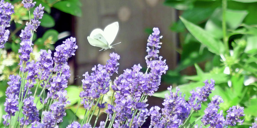 Lavender Love Photograph by Leslie Montgomery