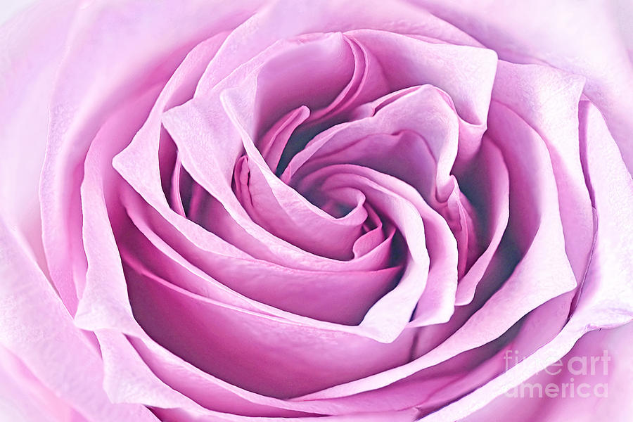 Rose Photograph - Lavender Lovely Rose by Regina Geoghan