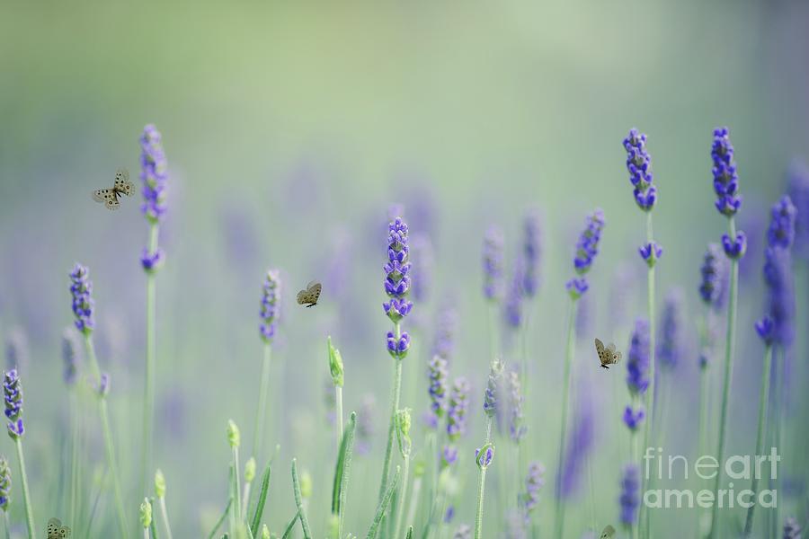 Lavender Magic Photograph by Eva Lechner