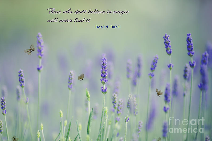 Lavender Magic with Quote Photograph by Eva Lechner