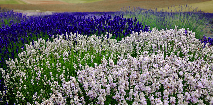 Lavender Photograph by Margaret Hood