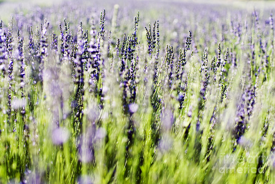 Lavender Meadow Photograph by Ray Laskowitz - Printscapes