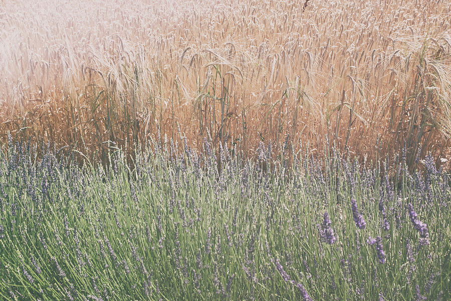 Lavender Meets Wheat Photograph by Georgia Clare
