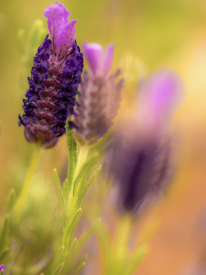 Lavender Photograph By Michele James Fine Art America