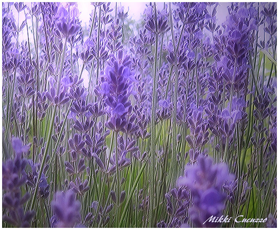 Lavender Photograph by Mikki Cucuzzo