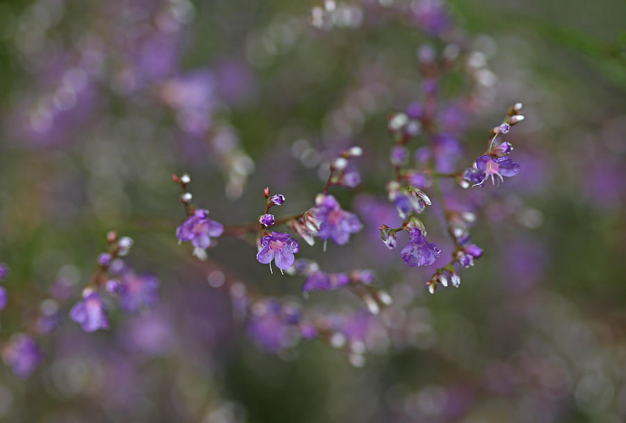 Lavender Mist Photograph by Debbie Oppermann
