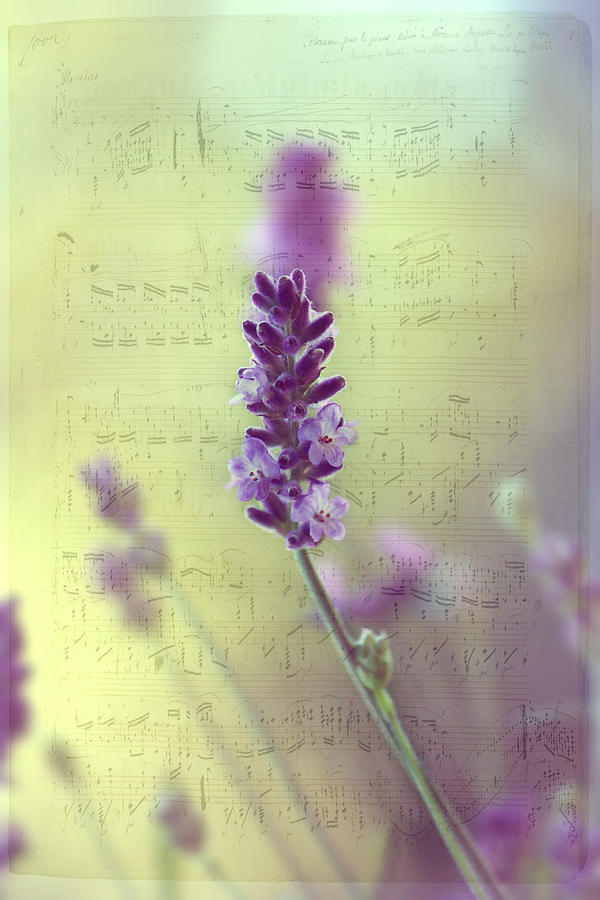 Still Life Photograph - Lavender music by Heike Hultsch